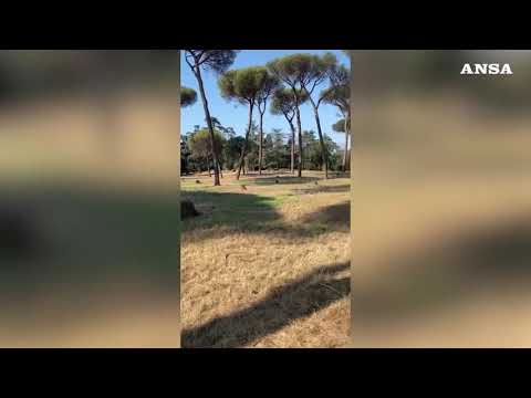 Roma, decimata la pineta di Garibaldi a Villa Pamphili
