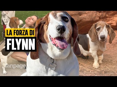 Vive senza un occhio dopo esser sopravvissuta a un tumore: la storia di Flynn, la cagnolina coraggio