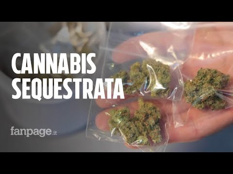 Sequestrate 34 piante di cannabis terapeutica: “Rischiamo 260mila euro di multa per aiutare i malati