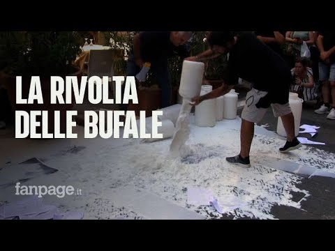 Epidemia nelle bufale, la rivolta degli allevatori: “Il piano di De Luca ha fallito”