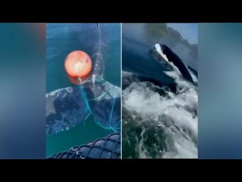 In Norvegia balena intrappolata nelle corde di una boa galleggia esausta: le operazioni di…