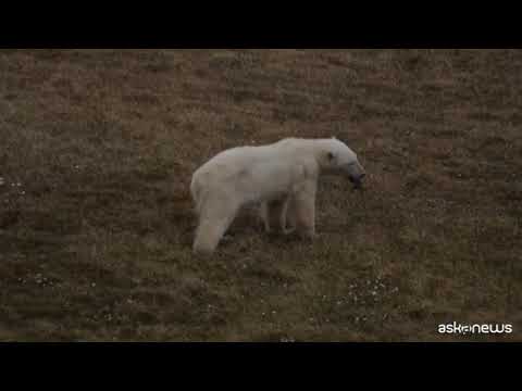Orsa polare rischia di soffocare per una lattina, salvata