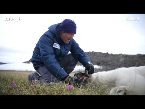 Russia, lattina incastrata nella bocca: salvata orsa polare ferita alla lingua