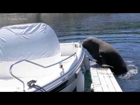 Norvegia: ecco Freya, il tricheco di 600 kg che sale sulle barche a Oslo