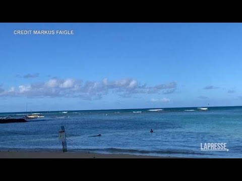 Hawaii, bagnante attaccata in mare da una foca monaca: la scena ripresa in un video