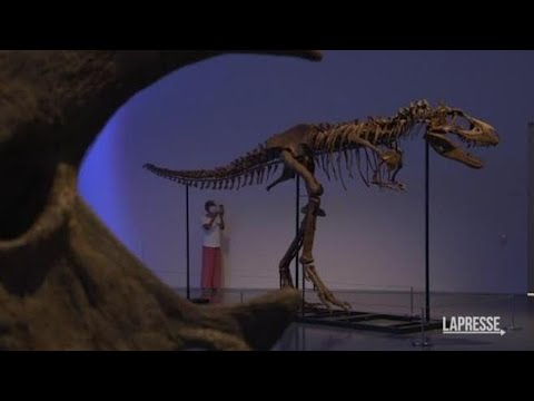 New York, scheletro di dinosauro venduto all’asta per 6,1 milioni di dollari
