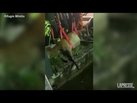 Vercelli, cervo cade nel canale di una vecchia cartiera: il video del salvataggio