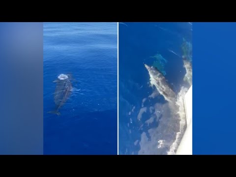 Gruppo di delfini nuota al largo di Portofino, turisti meravigliati