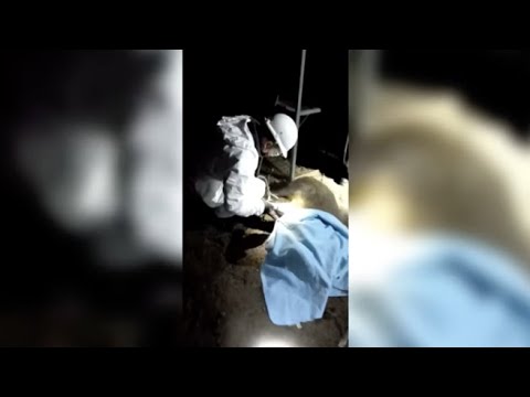 La cattura del cinghiale nuotatore della Darsena