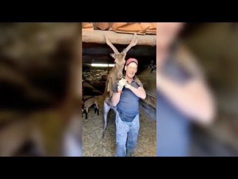 Giovanni Del Zoppo e il cervo Bambi: «L’ho salvato, ma me lo porteranno via»