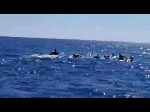 I delfini a Torvaianica tra giochi e salti tra le onde