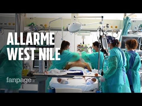 Dentro la terapia intensiva di Padova, dove i ricoverati per West Nile superano quelli per Covid