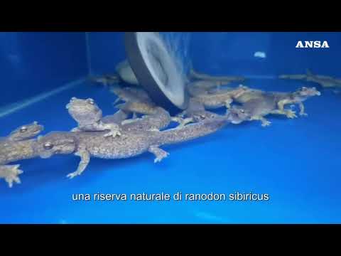 Cina: sforzi per sottrarre all’estinzione la salamandra dello Xinjiang