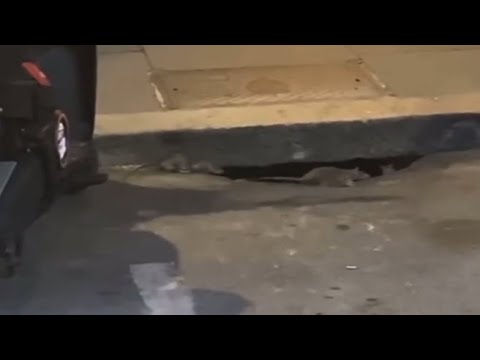 Stazione Termini, i topi spaventano i passanti. Urla e fuga: «Saranno sei o sette»