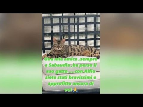 Ilary Blasi, nuovo appello sui social: «Un‘amica ha perso il gatto. Con Alfio siete stati bravi»