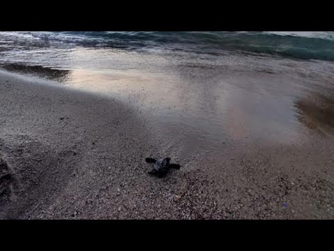 Ischia, sorpresa in spiaggia: nascono 60 tartarughe caretta caretta