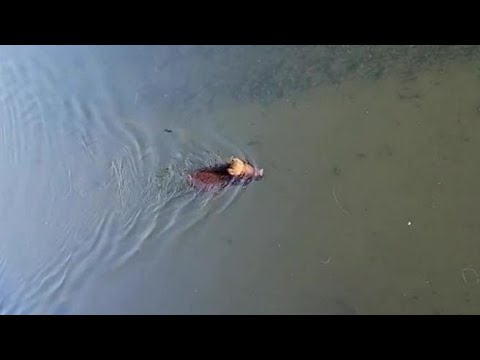 Cinghiale nuota in Darsena a Milano: il video girato alle 7 del mattino