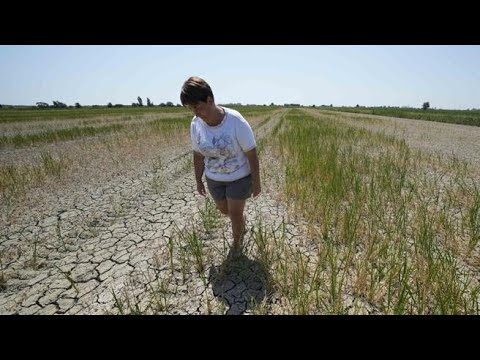 Siccità, allarme risaie in provincia di Rovigo: terreni prosciugati e 60% del raccolto perso