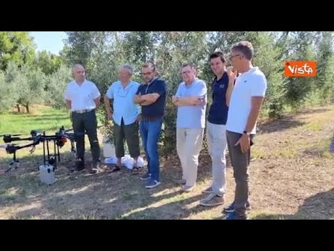 Agricoltura, la Lombardia sperimenta i droni nelle coltivazioni di olivi