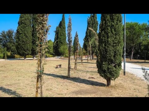 Roma, a Villa Balestra cipressi «modello Verano» al posto dei pini