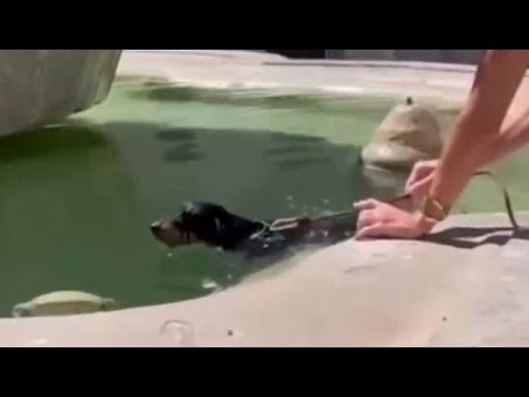 Bagni nelle fontane, ora si immergono pure i cani a piazza Farnese