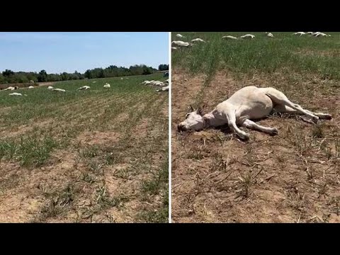 Sommariva Bosco, 50 mucche muoiono in pochi minuti avvelenate dal sorgo