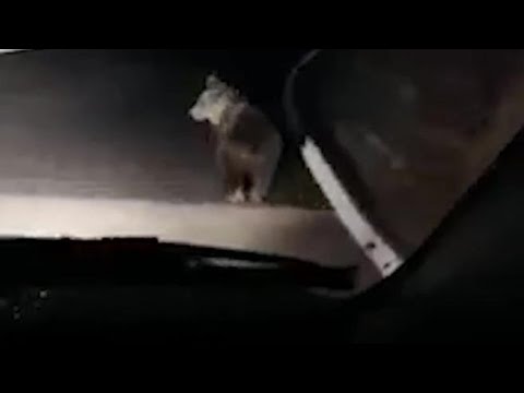 Cucciolo d’orso sulle strade della Vallecamonica: attraversa la strada e torna nel bosco