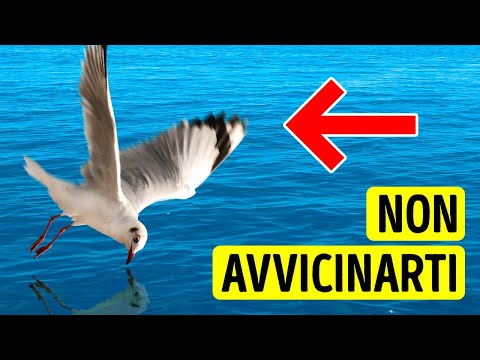 Stai Lontano dall’Acqua se Vedi che Sopra ci Volano degli Uccelli