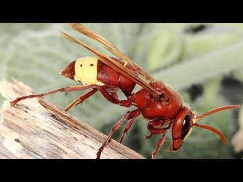 Vespa orientalis, ecco come le api si difendono dalla “nemica”