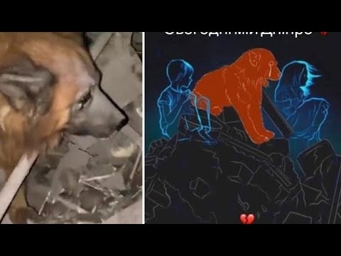 Dnipro, morti due bambini nella casa distrutta dai missili: il cane resta di guardia tra le…