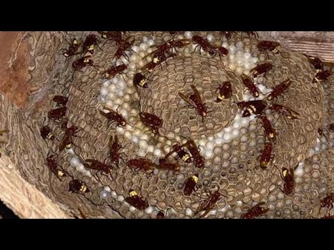 Vespa orientalis, ecco come interviene l’etologo per togliere il nido in una casa