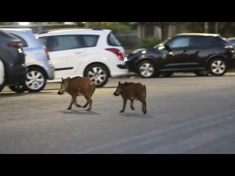 Roma, la corsa del branco di cinghiali davanti allo Stadio Olimpico