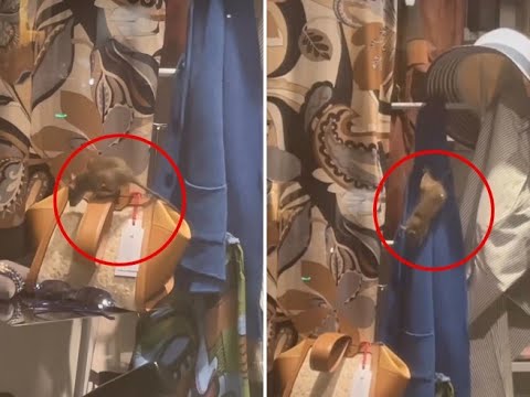 Pantheon, il topo passeggia nella vetrina di una boutique. Ironia web: «Siamo al Panthegon»