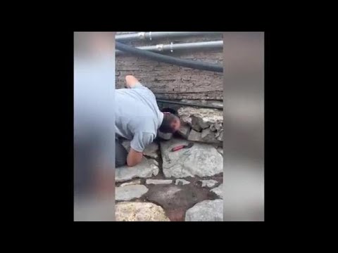 Serpente negli scavi all’Arco di Travertino, la Questura chiama l’Enpa. Curato e liberato in un…