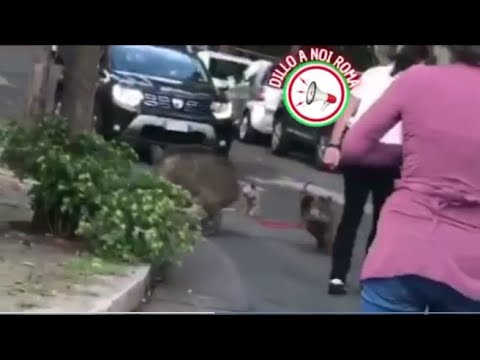 Roma, un cinghiale aggredisce e azzanna alla testa una donna a spasso con i cani