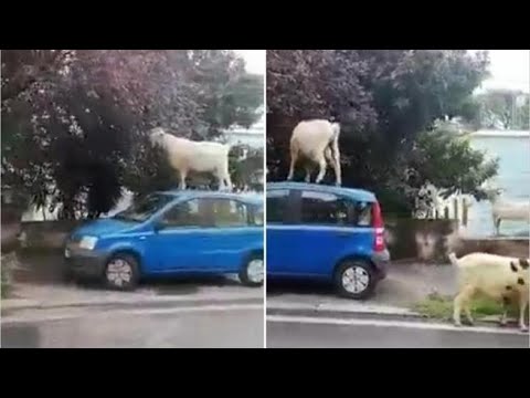 La capra si arrampica su un’auto per mangiare le foglie di un albero al Trullo