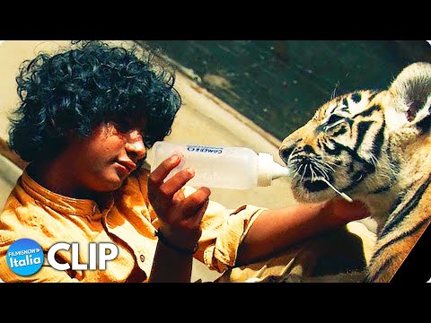 IL RAGAZZO E LA TIGRE (2022) Clip “Tigrotta Mangia” dal Film con Sunny Pawar