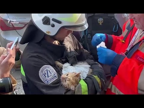 Droni kamikaze su Kiev, un gattino intrappolato fra le macerie viene salvato dai vigili del fuoco