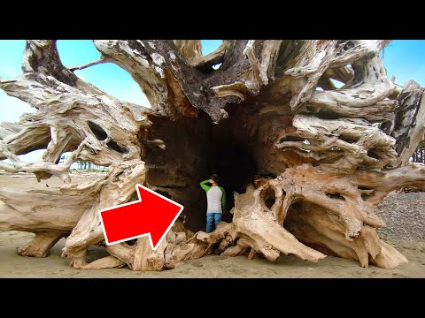 Un Albero Grande come un Boeing È Stato Trovato su una Spiaggia. Come Ci È Arrivato?