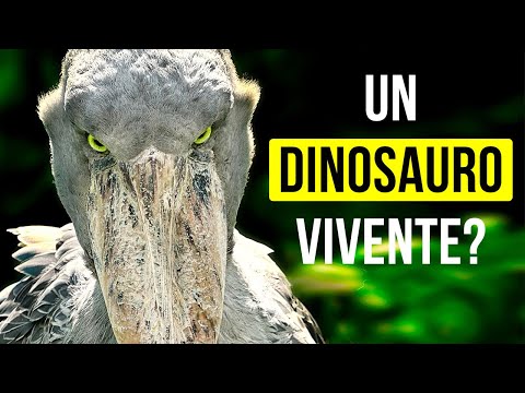 6 Animali Preistorici Che Sono Ancora Tra Noi