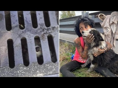 Trovato il cane Lollo, scappato e caduto in un tombino: ecco come è stato salvato