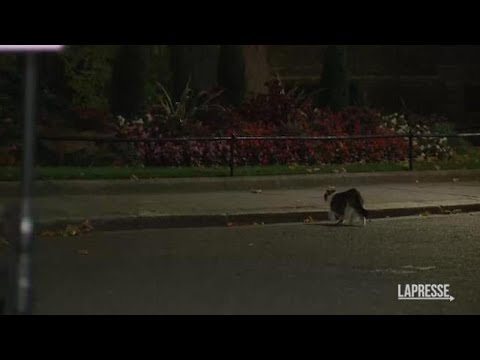 Downing Street, il gatto Larry mette in fuga una volpe