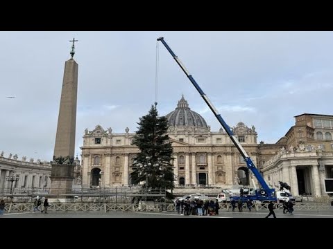 Piazza San Pietro, ecco l’albero di Natale arrivato da Rosello (Chieti)