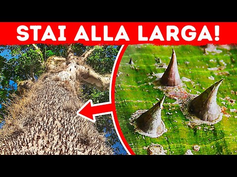 Se Vedi Questo Albero Spinoso, Scappa Immediatamente