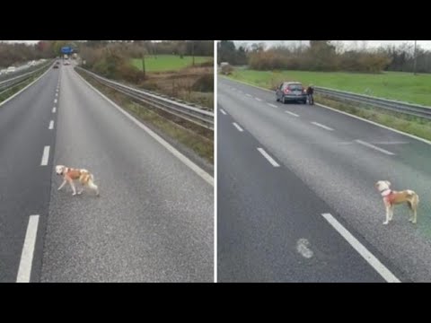 Milano, cagnolino si perde e finisce sulla statale: il camionista lo scorta per evitare che…