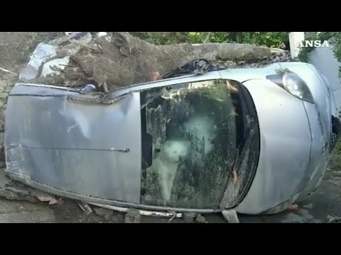 Storia di Yuki, il cane unico superstite della  famiglia dopo la frana di Ischia: la casa non…