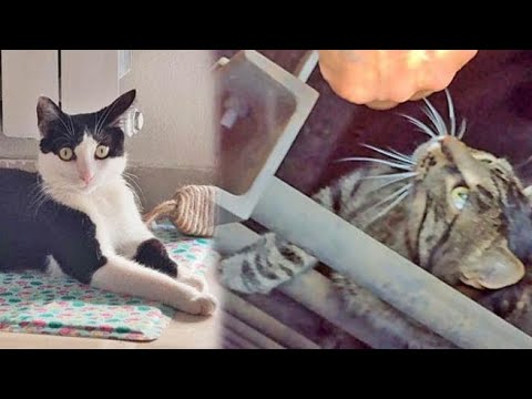 SuperCat show, due giorni di sfilate e adozioni feline