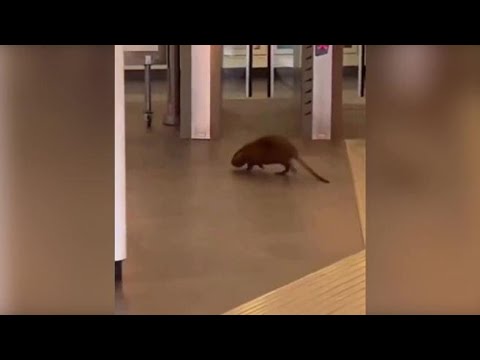 Grosso roditore entra nella metro a Roma e passeggia tra i viaggiatori