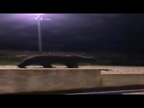 Niko Romito e il video dell’orso Juan Carrito che fa visita al suo ristorante