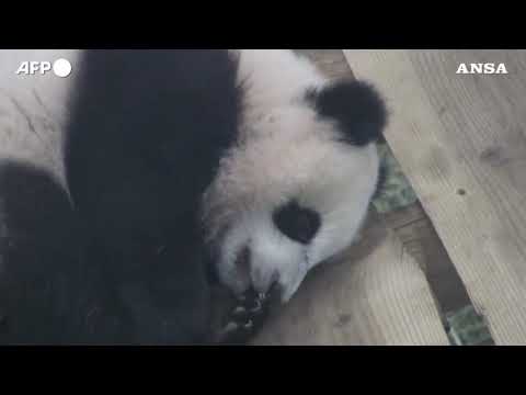 Sorpresa in uno zoo olandese, il panda Fan Xing e’ in realta’ una femmina